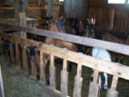 Feed trough rail for goats to reduce feed wastage