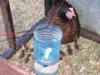 Chicken feeder made from a water bottle