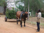 Ox-cart for grass or other fodder