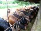 Feedtrough rail for cattle to reduce feed wastage