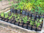 Tree nursery in shallow water pond