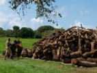 Kenyan style storage of firewood