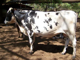 By Scandinavian Red sire G Edbo out of cow no. 365 I/S
